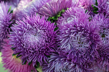 Frilly purple asters in the summer garden. A bouquet of blooming Callistephus chinensis. Lush fresh magenta flowers asters growing in the flower bed.