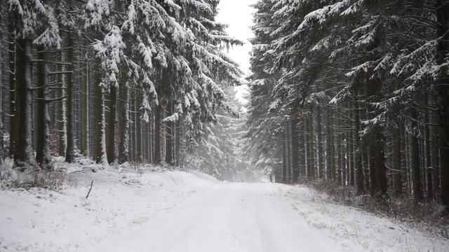 Mit Schnee bedeckter Weg fuehrt durch einen verschneiten Wald - Zoom in