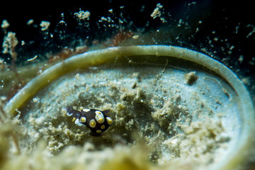 Sea Slug or Nudibranchia