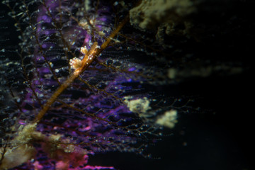Sea Slug or Nudibranchia