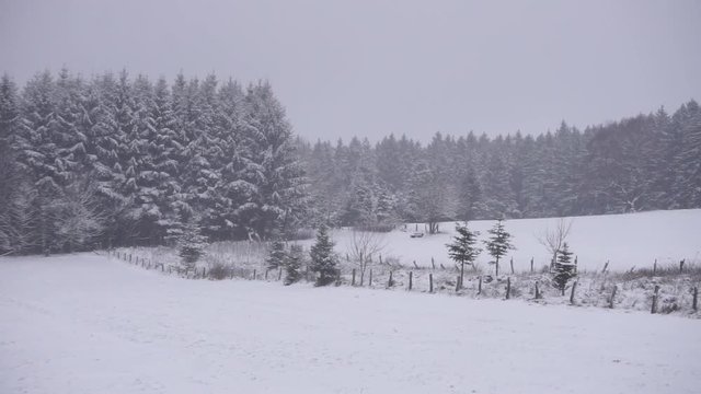 Wald mit Tannenbaeumen bei dichtem Schneefall - Zoom in