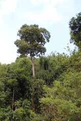 Thailand - Khao Sok - Nationalpark