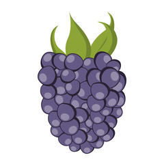 Isolated blackberry illustration