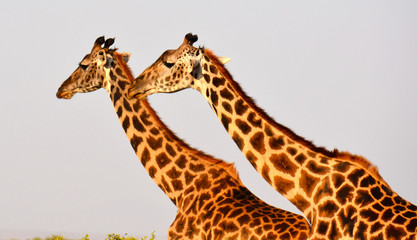 Giraffes gazing towards the vista of Amboseli National Park, in Kenya.