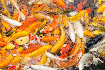 fancy carp fish, koi fish