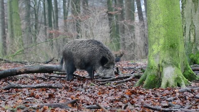 Wildschwein im Wald, Bache bei der Futtersuche, Schwarzwild, Dezember, (Sus scrofa)