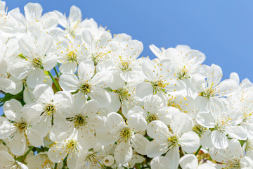 Branches of snow-white flowers of cherry blossoms
