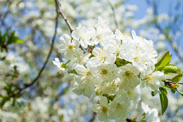 Branches of white flowers of cherry blossoms