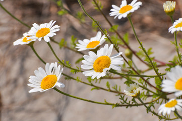Obraz premium Beautiful daisy flower in the grass in springtime. Chamomile field flowers background. Herbal plants chamomile in the wild