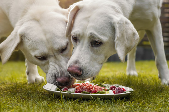 Zwei junge labrador welpen fressen zusammen einen Haufen Fleisch von einem Teller