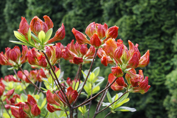 Red Rhododendron (Azalea) in blossom.