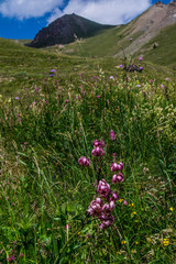 lis martagon,bois noir ceillac queyras in hautes alpes in france © louis