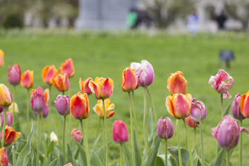 Obraz premium Colors of Spring