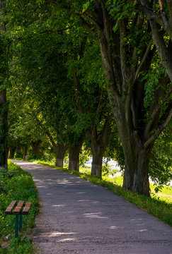 bench in shade of linden trees. Uzh river embankment in summer