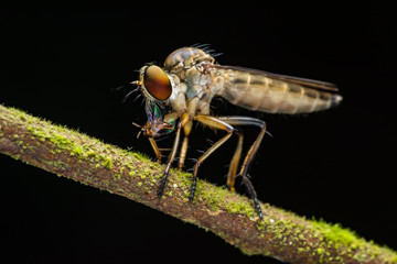 bugs and fly