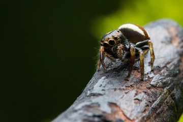 bugs and fly