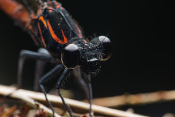 Fototapeta premium bugs and fly