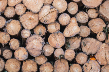 Stacked timber logs as background