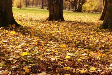 Autumn park in Olomouc