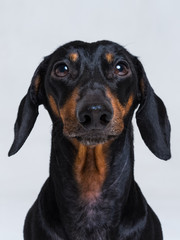 vertical сlose up portrait of Dachshund, black and tan,  on  gray background