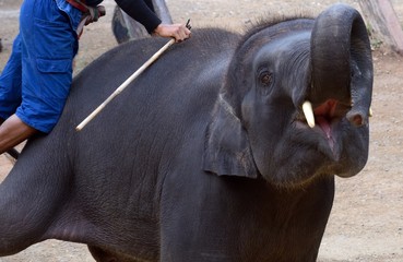 Elephant show, Mae Sa,Thailand