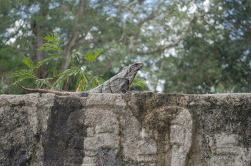 iguana