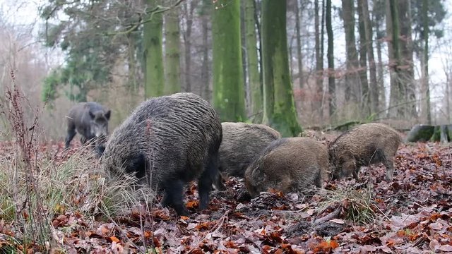Wildschweine auf Futtersuche im Wald, Schwarzwild Rotte, Dezember, (Sus scrofa)