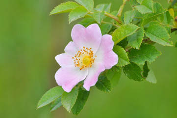 Wild rose pink flower, dog rose, Rosa canina