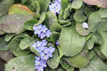 Flowers: Forget-Me-Nots