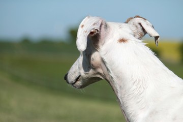 Windhund Portrait