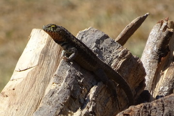 Lagartija Lizard