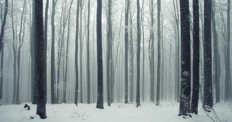 Snow falling in winter season foggy beech forest scene. - Powered by Adobe