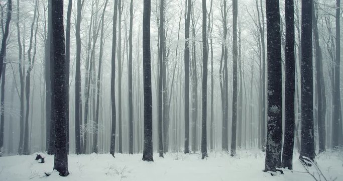 Snow falling in winter season foggy beech forest scene.
