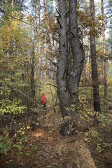 искривленный ствол огромной сосны в осеннем лесу   © sashasandro