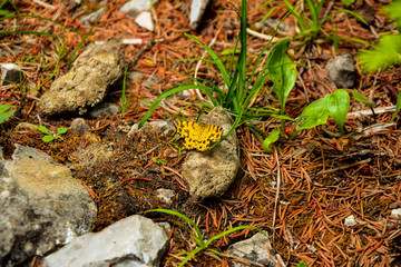 Yellow beautiful butterfly on a stone at the ground. Ready to fly.
