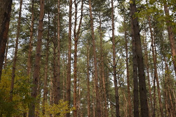 Obraz premium старый сосновый лес осенней порой 