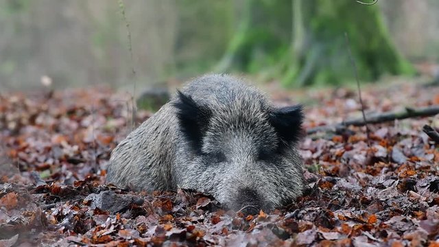Wildschwein schlaeft im Wald, Schwarzwild, Dezember, (Sus scrofa)