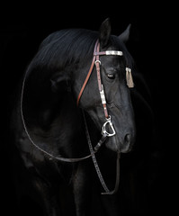 Portrait of a black horse in the bridle on black background isolated