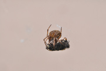 Spider eating prey in web. Spider eat a small insect
