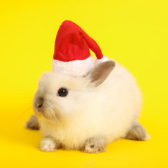 Christmas cute rabbit.