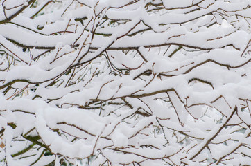 the branches of the tree are covered with snow