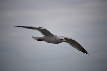 MOUETTE