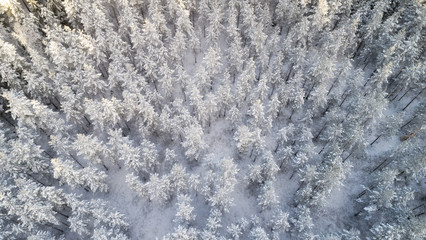 aerial view of beautiful winter forest © raland