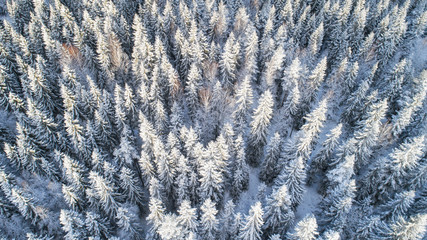 aerial view of beautiful winter forest