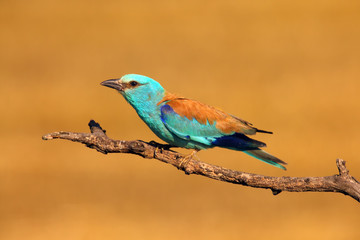 The European roller (Coracias garrulus) sitting on a branch with an orange background made of ripe corn cobs