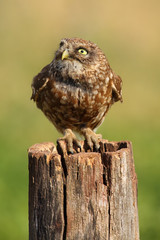 The little owl (Athene noctua) sitting on the dry stake