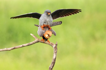 The red-footed falcon (Falco vespertinus), formerly western red-footed falcon mating on a branch with a green background