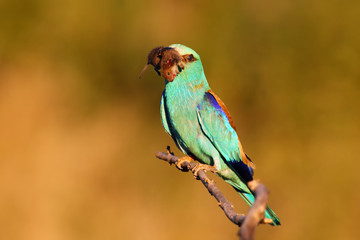 The European roller (Coracias garrulus) is sitting on the branch with mouse in the beak in last evening light