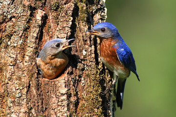Eastern Bluebirds