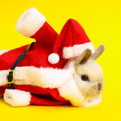 Obraz na płótnie Canvas Christmas cute rabbit.